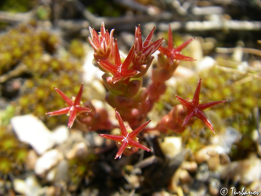 Image of Sedum cespitosum specimen.