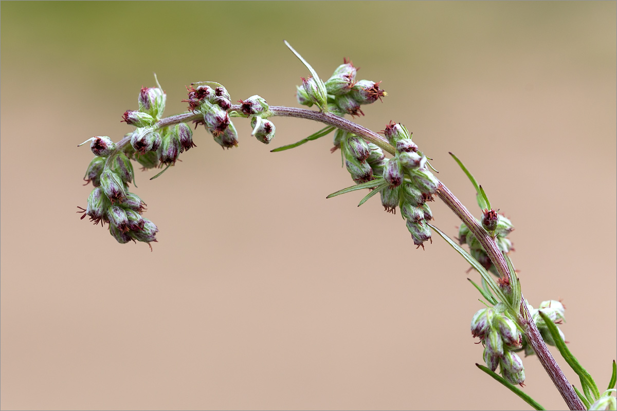 Изображение особи Artemisia vulgaris.