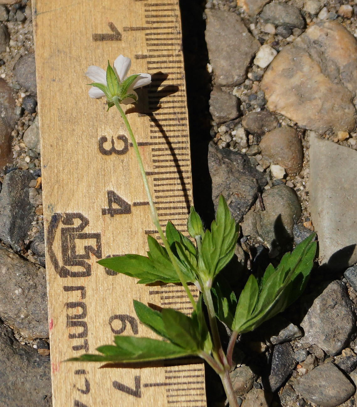 Image of Geranium sibiricum specimen.