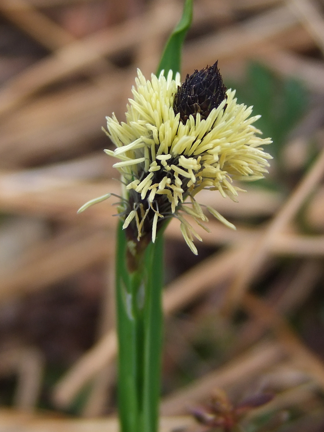 Image of Carex riishirensis specimen.