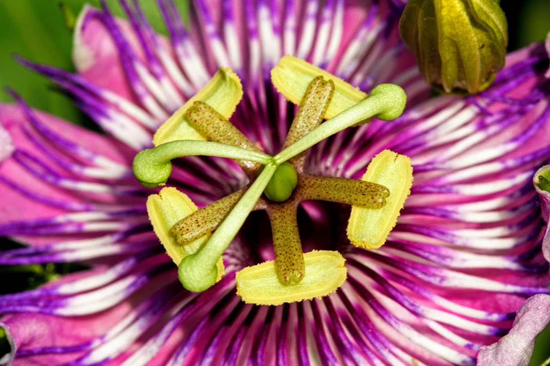 Image of Passiflora foetida specimen.