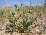 Centaurea belangeriana. Растения до начала цветения в низкотравной полусаванне. Таджикистан, Хатлонская обл., Джиликульский р-н, заповедник \"Тигровая балка\". 23.04.2017.