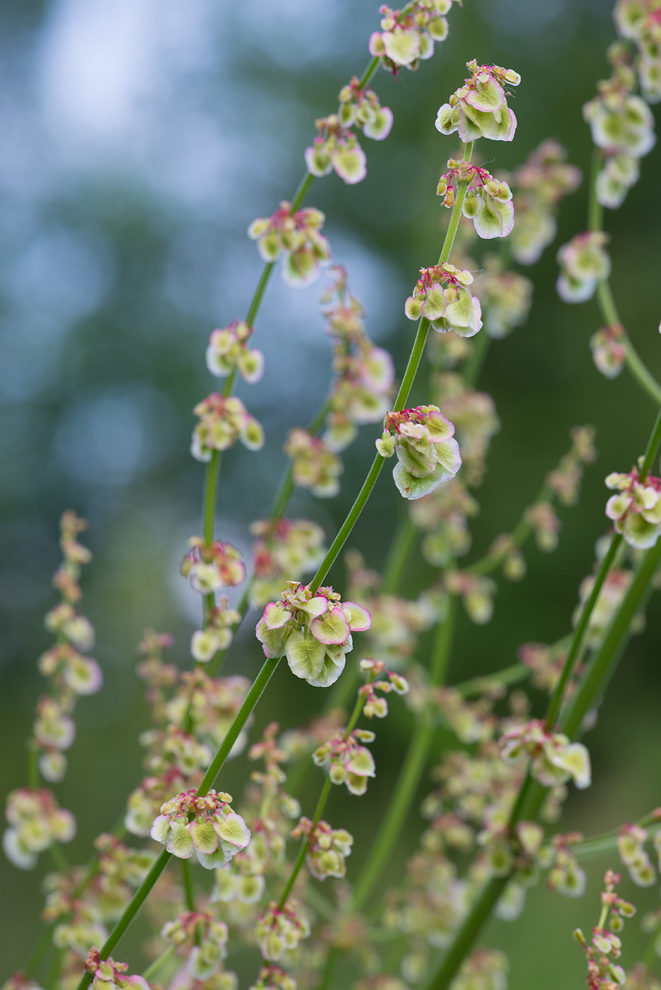 Image of Rumex acetosa specimen.