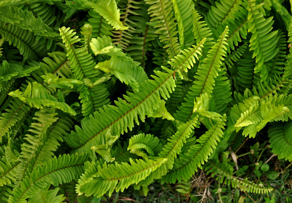 Изображение особи Nephrolepis cordifolia.