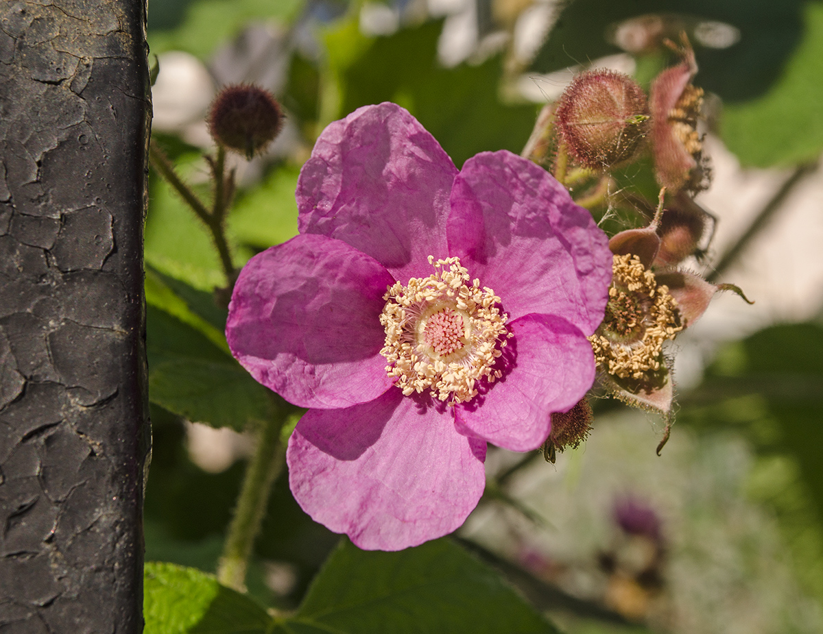 Image of Rubus odoratus specimen.