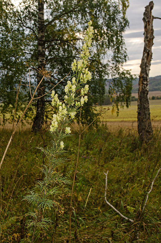 Изображение особи Aconitum nemorosum.