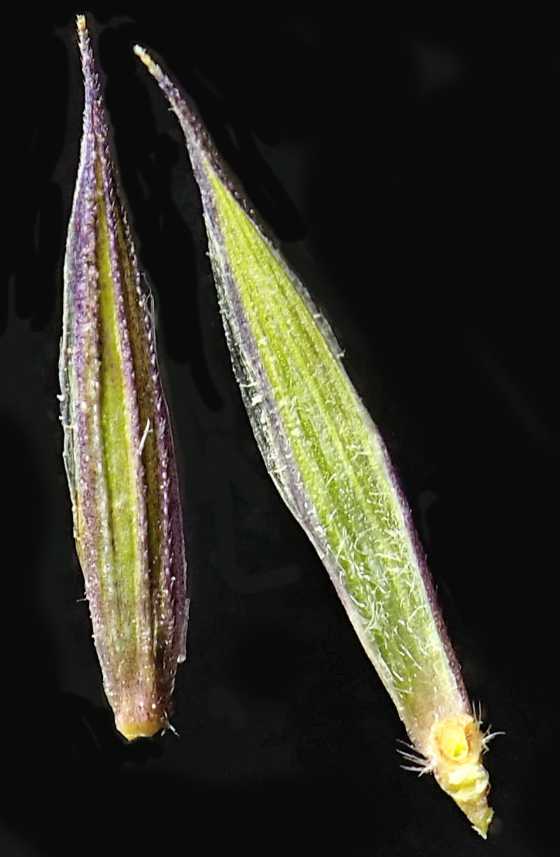 Image of Elymus fibrosus specimen.