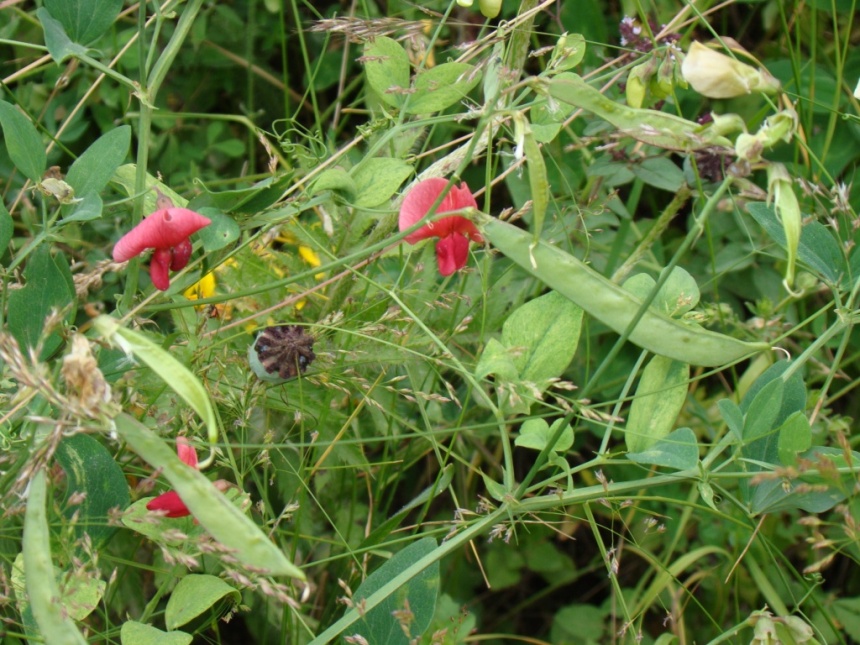 Изображение особи Lathyrus miniatus.