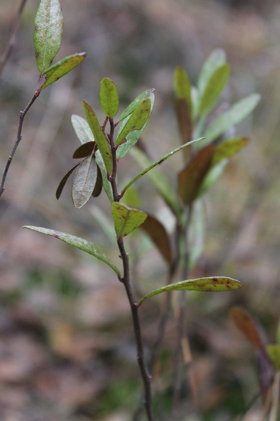 Image of Chamaedaphne calyculata specimen.