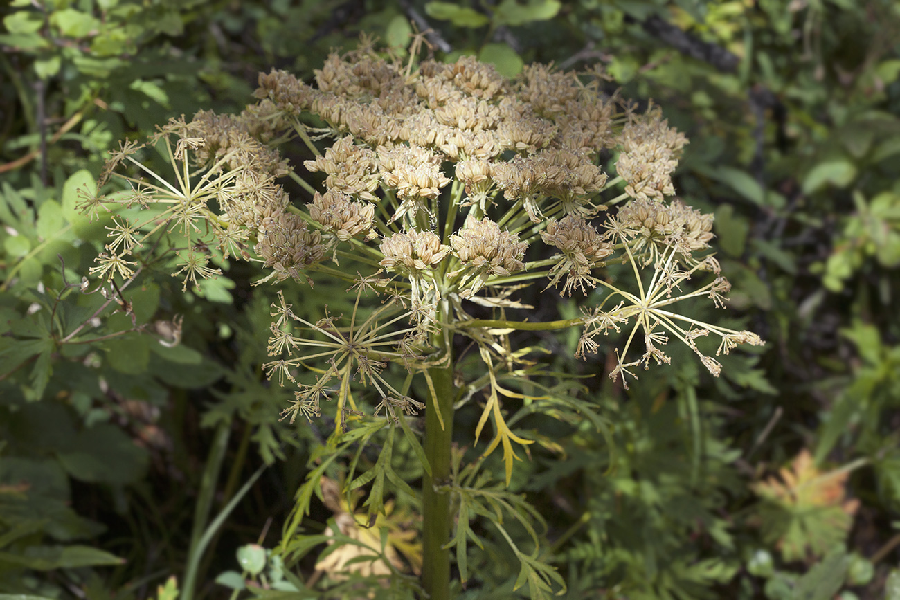 Image of Pleurospermum uralense specimen.