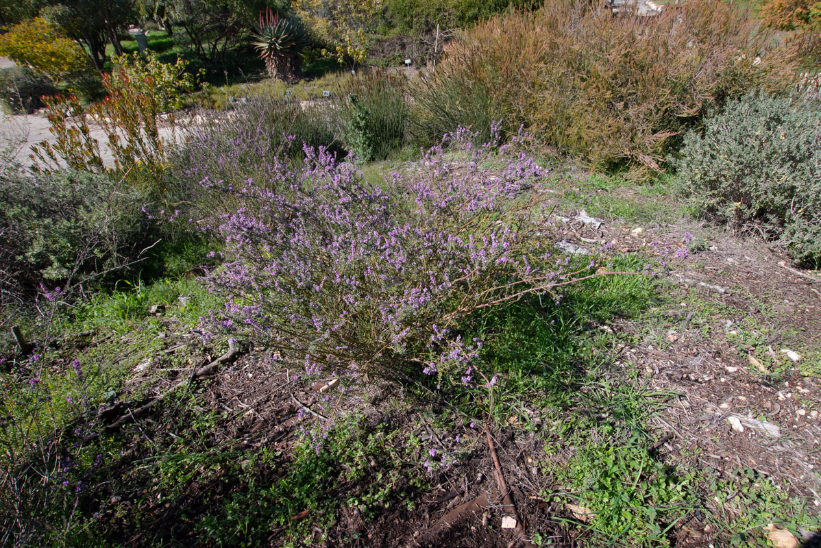 Изображение особи Muraltia spinosa.