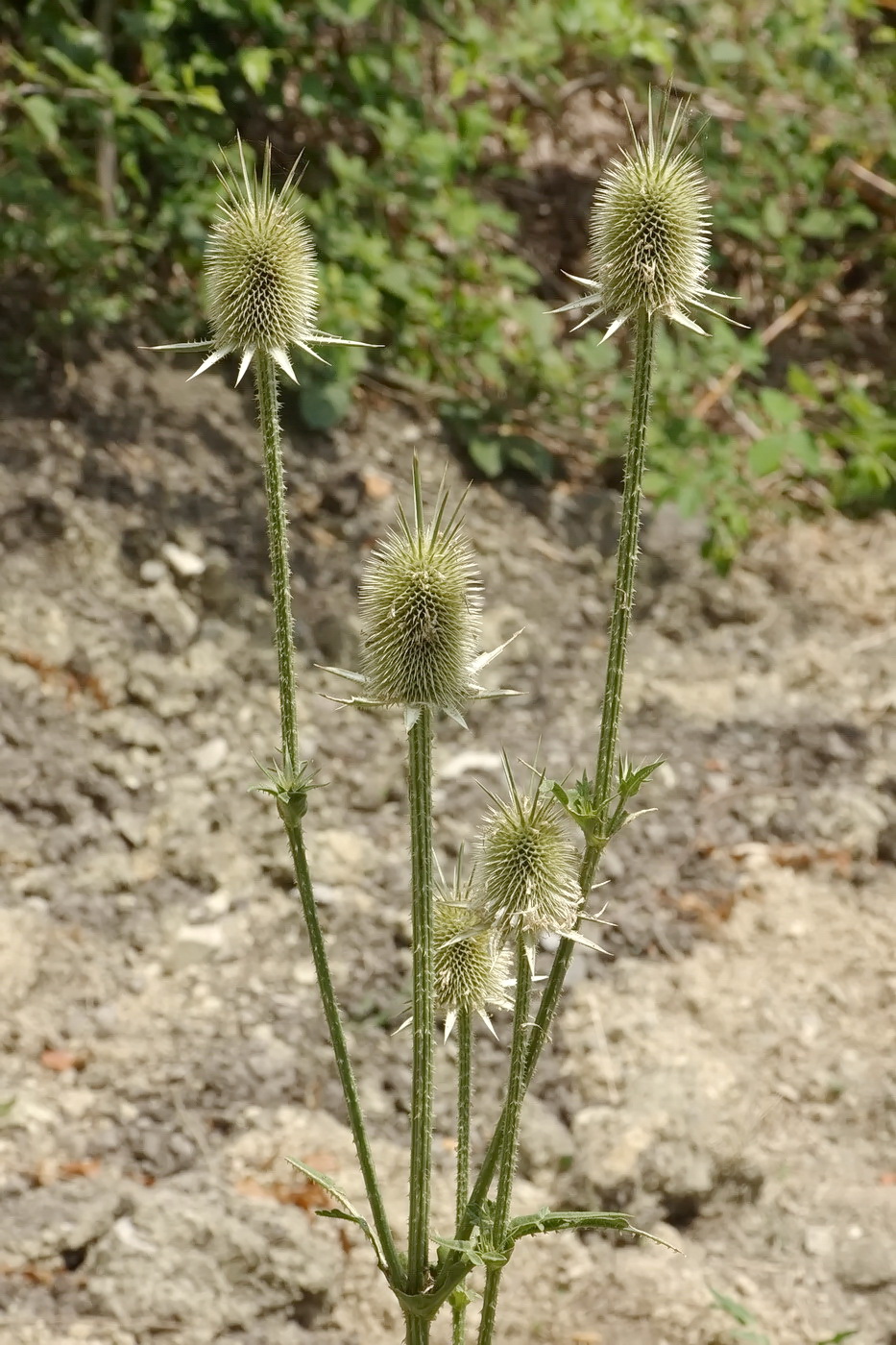 Image of Dipsacus laciniatus specimen.