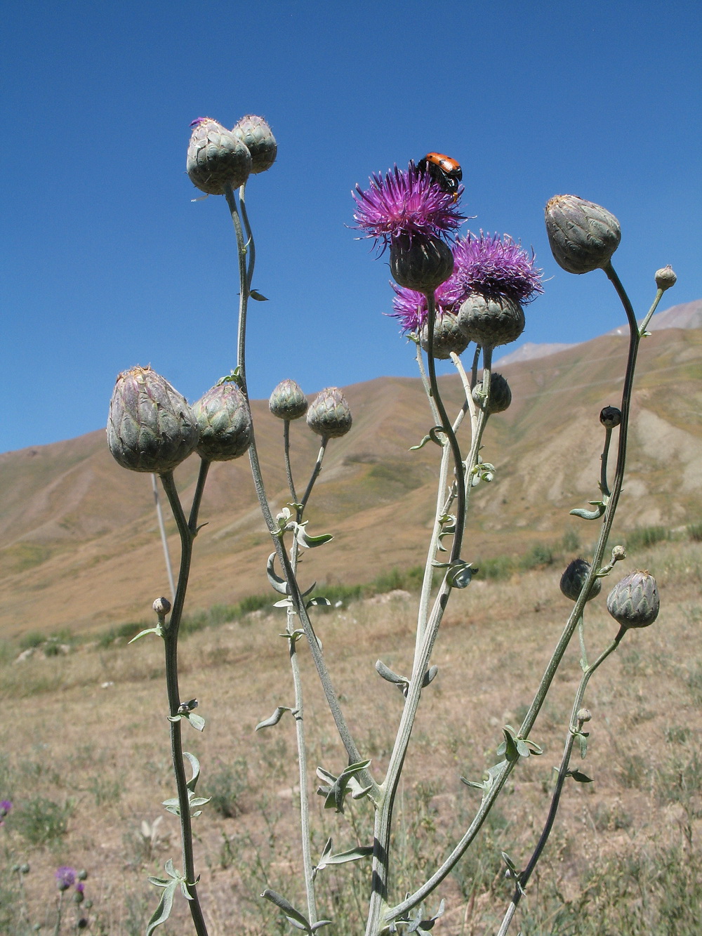 Image of Centaurea adpressa specimen.