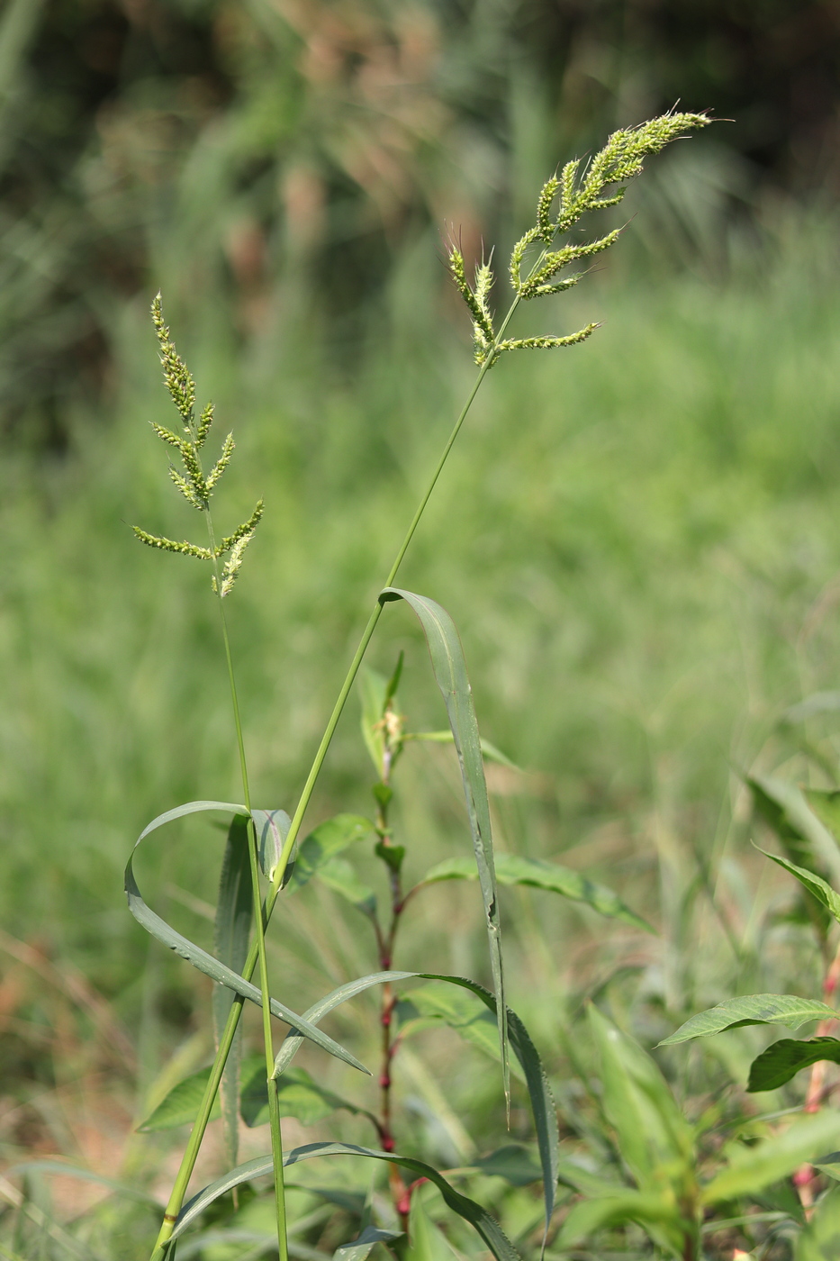 Изображение особи Echinochloa crus-galli.