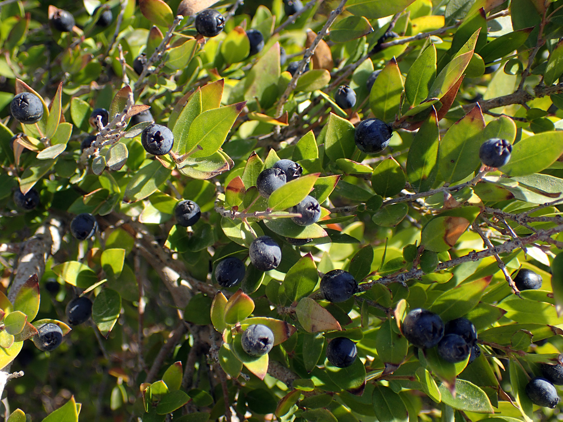 Image of Myrtus communis specimen.