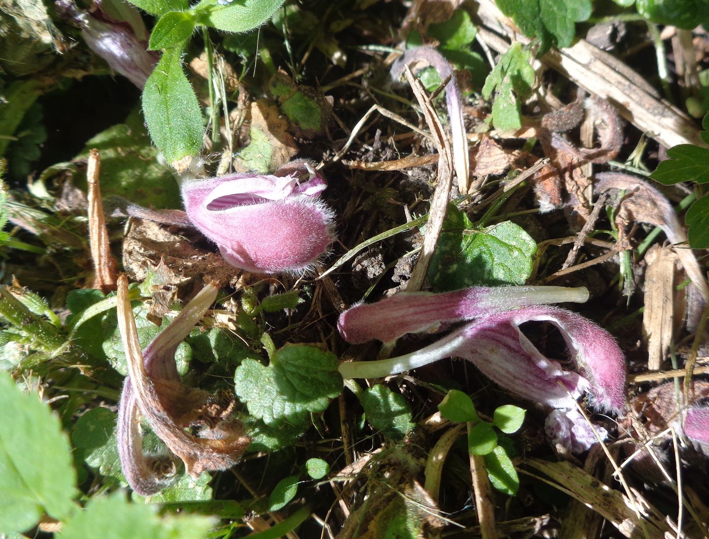 Image of Orvala lamioides specimen.