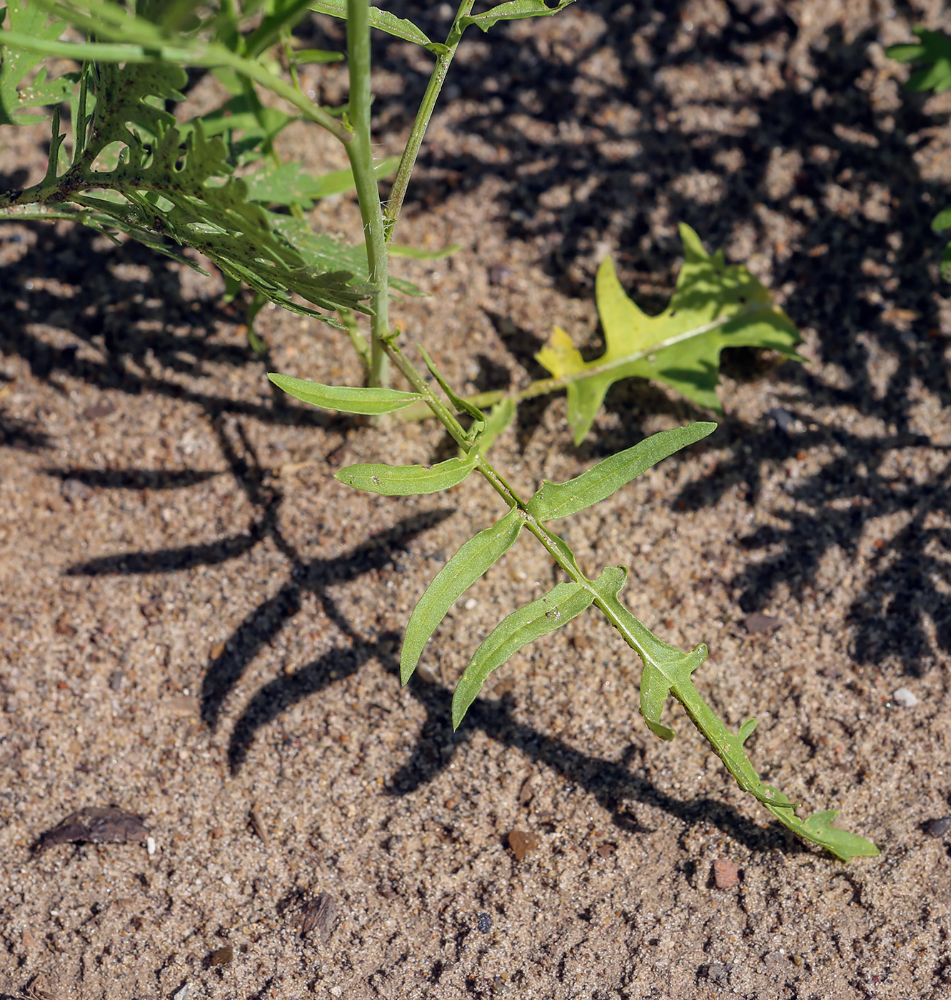 Image of Sisymbrium altissimum specimen.