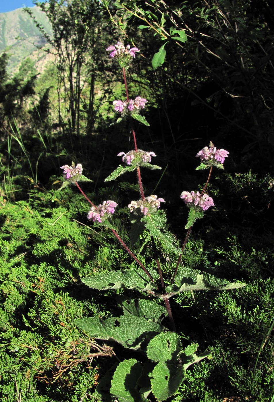 Изображение особи Phlomoides tuberosa.