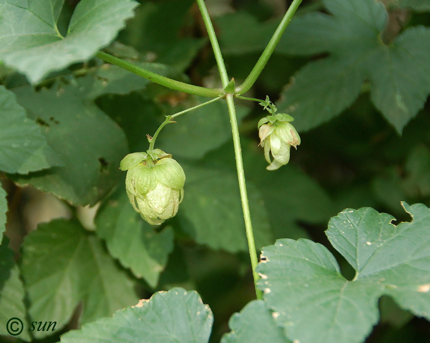 Изображение особи Humulus lupulus.