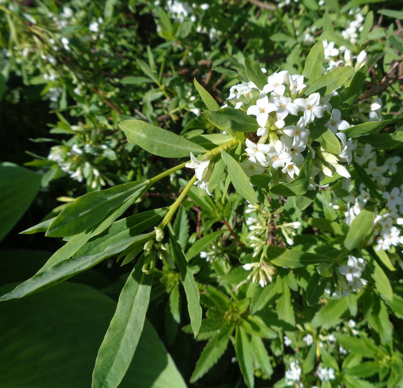 Image of Daphne sophia specimen.