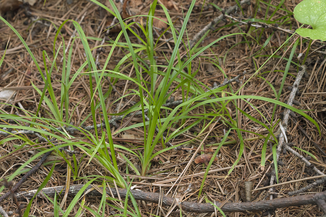 Image of Carex subumbellata specimen.