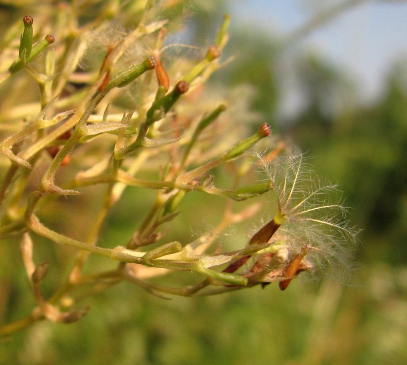 Image of Valeriana wolgensis specimen.