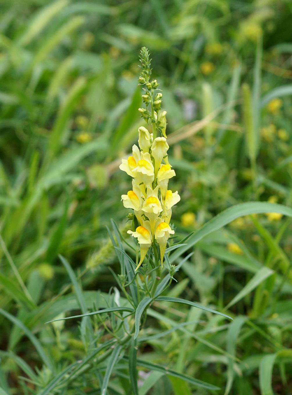 Изображение особи Linaria vulgaris.