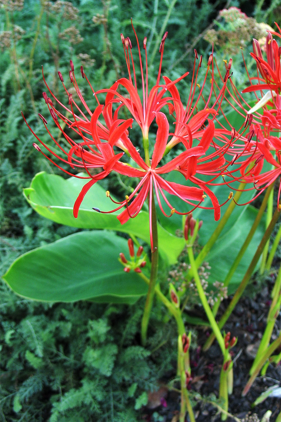 Image of Lycoris radiata specimen.