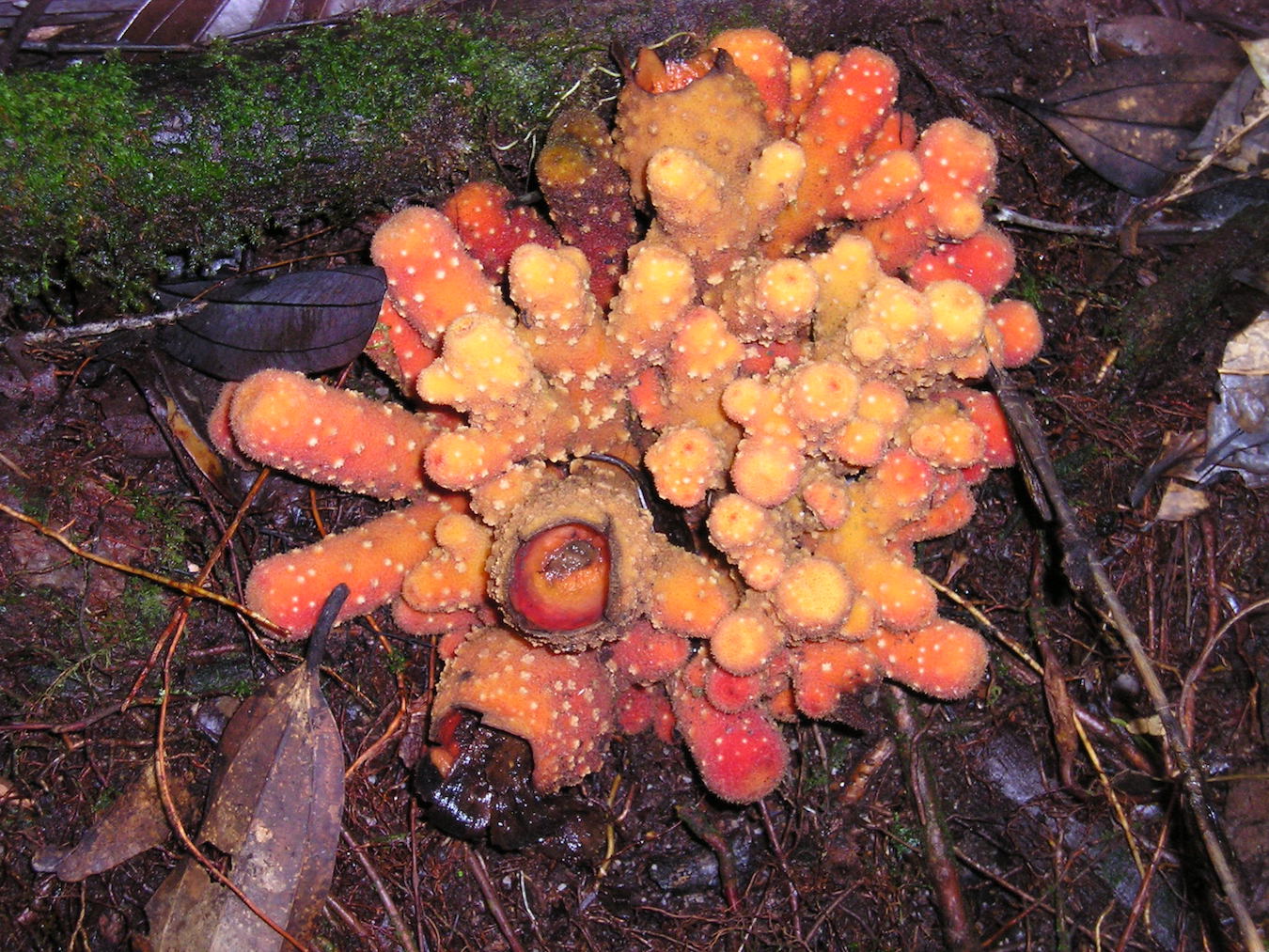 Image of Balanophora papuana specimen.