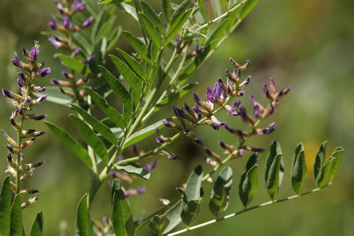 Изображение особи Glycyrrhiza glabra.