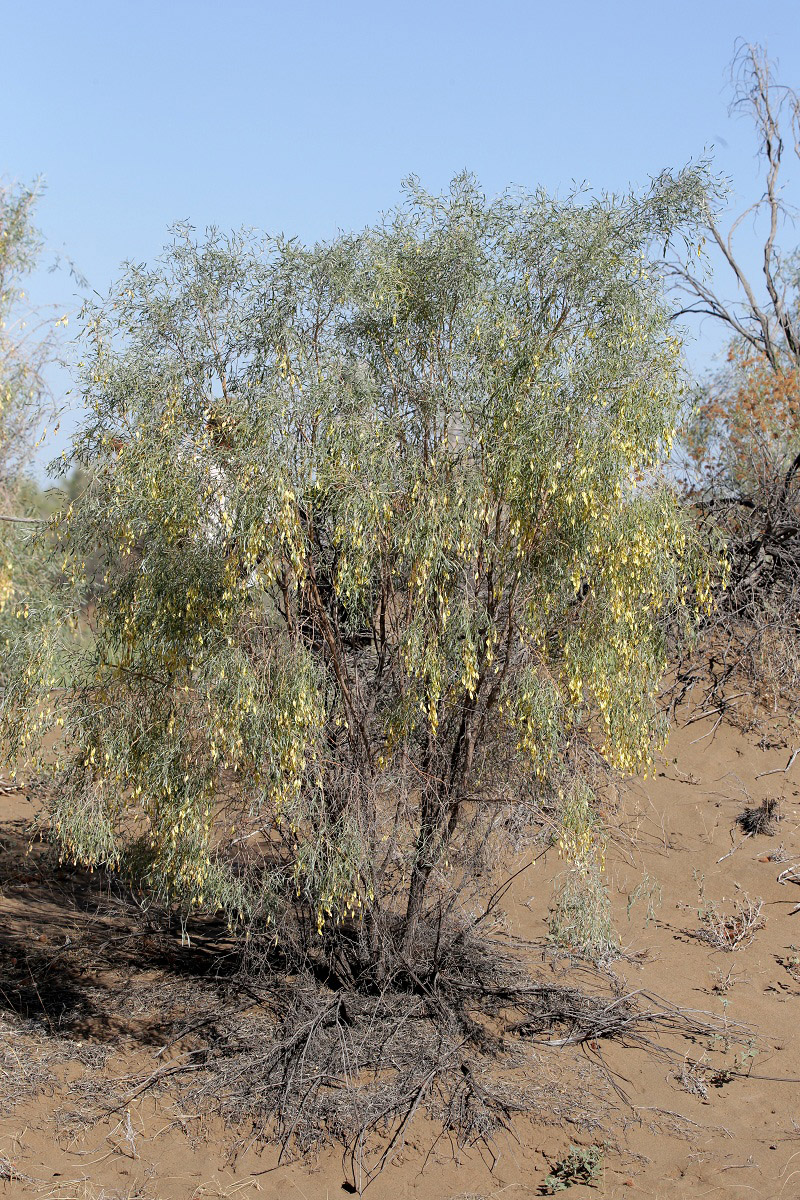 Image of Ammodendron conollyi specimen.