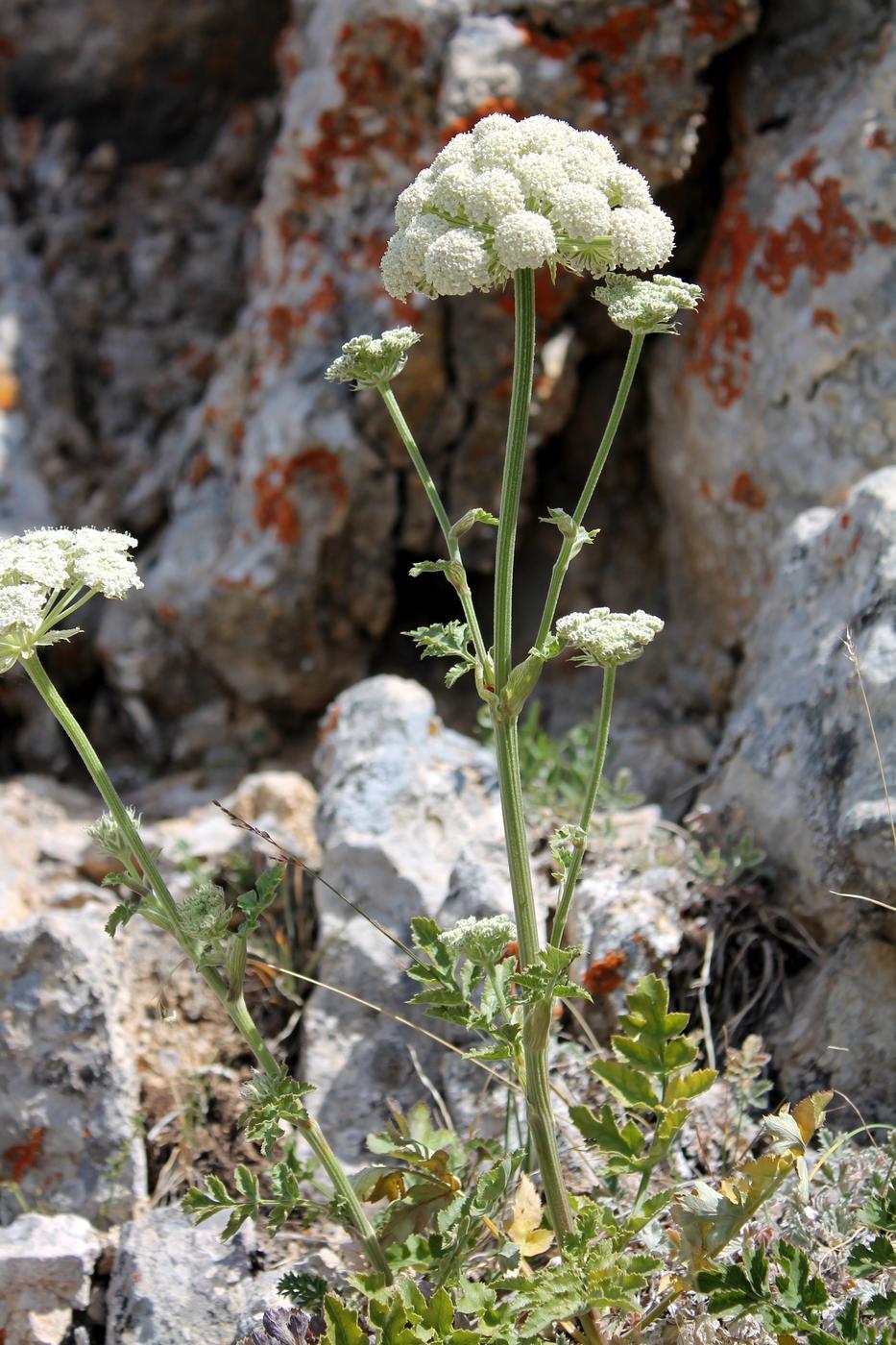 Image of Pilopleura tordyloides specimen.