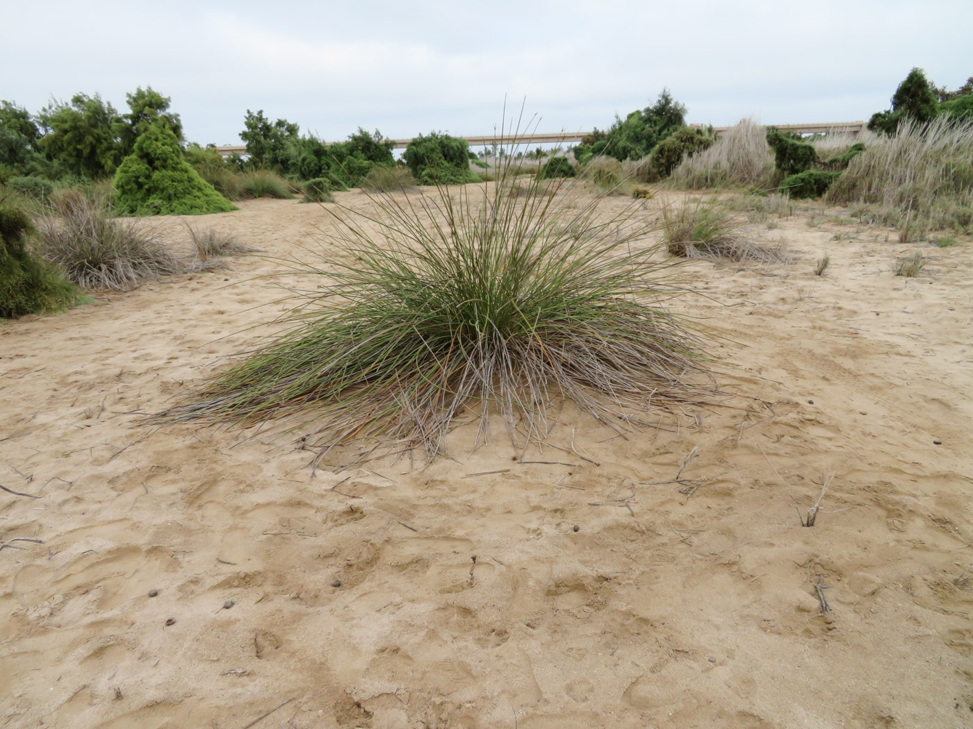 Image of Cyperus marginatus specimen.