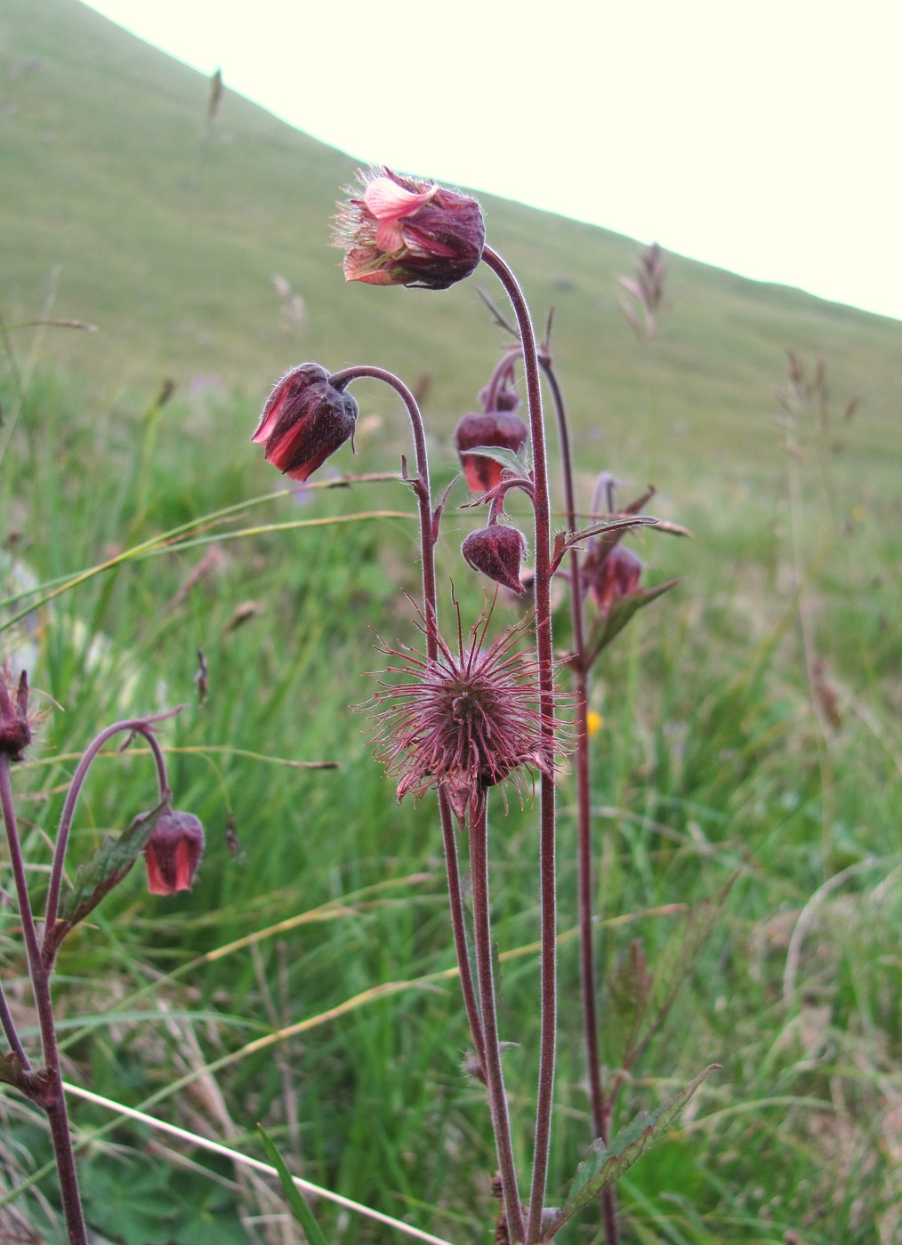 Image of Geum rivale specimen.