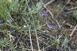 Polygala tenuifolia