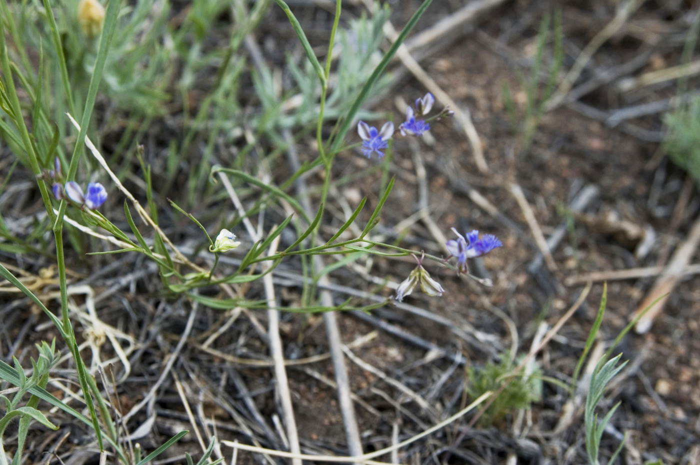 Image of Polygala tenuifolia specimen.