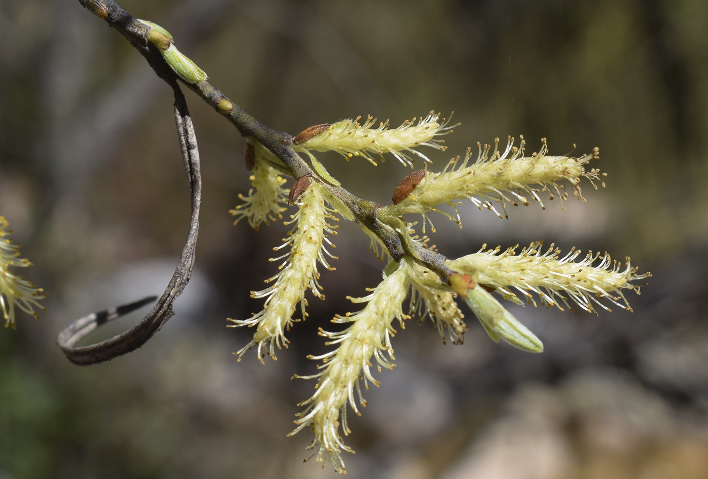 Image of Salix eleagnos specimen.