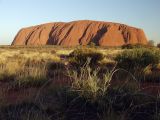 Grevillea eriostachya. Плодоносящее растение. Австралия, Северные Территории, национальный парк \"Uluru — Kata Tjuta\", окр. скалы Uluru, пустыня. 28.10.2009.