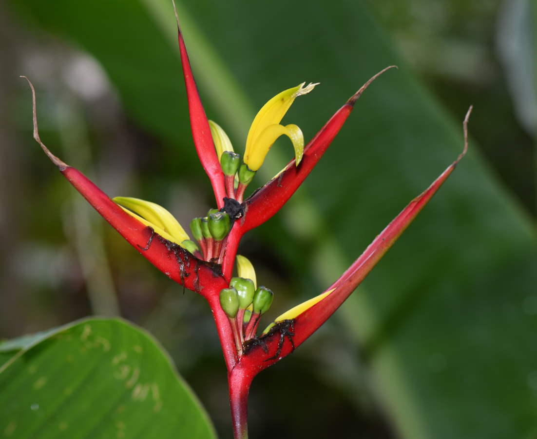 Изображение особи Heliconia subulata.