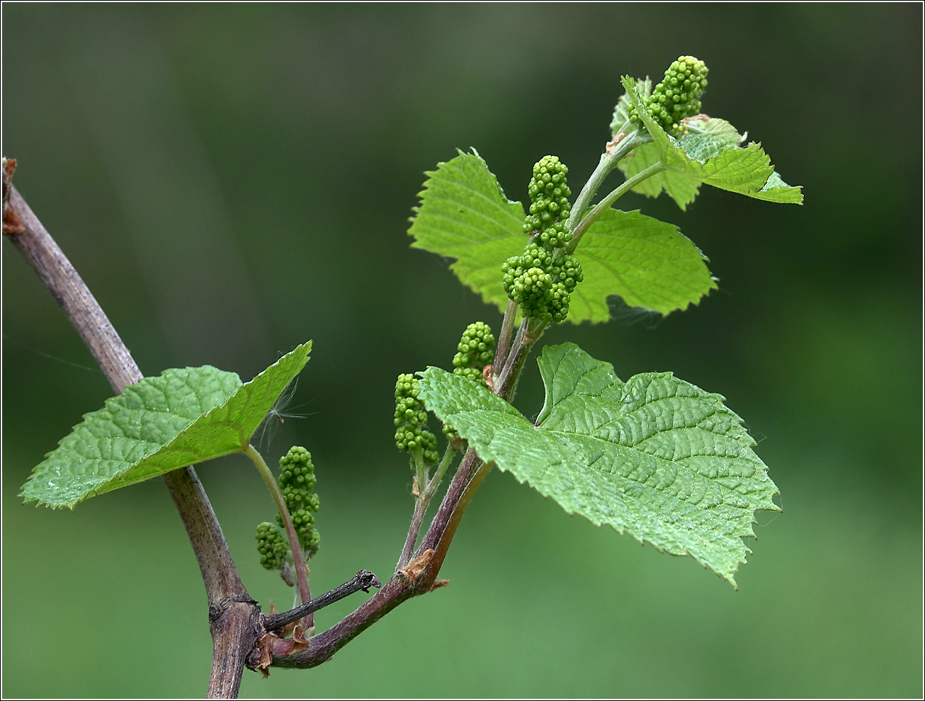 Изображение особи род Vitis.