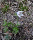 Pulsatilla patens. Цветущее растение. Самарская обл., Ставропольский р-н, окр. с. Жигули, залив Жигулёвская Труба, опушка широколиственного леса. 02.05.2021.