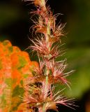 Acalypha wilkesiana