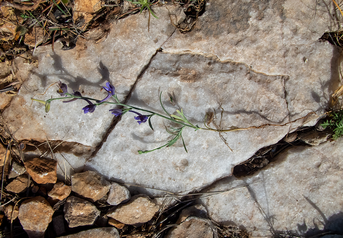 Image of Delphinium peregrinum specimen.