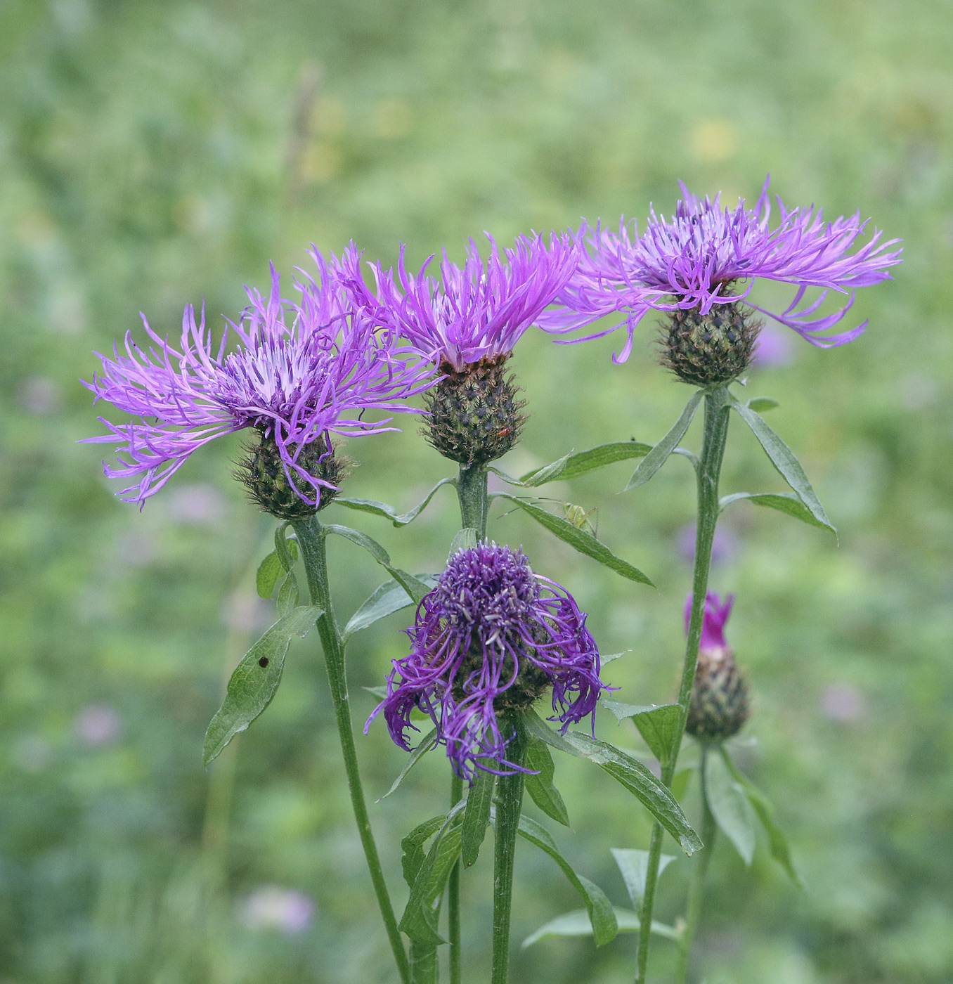 Изображение особи Centaurea phrygia.