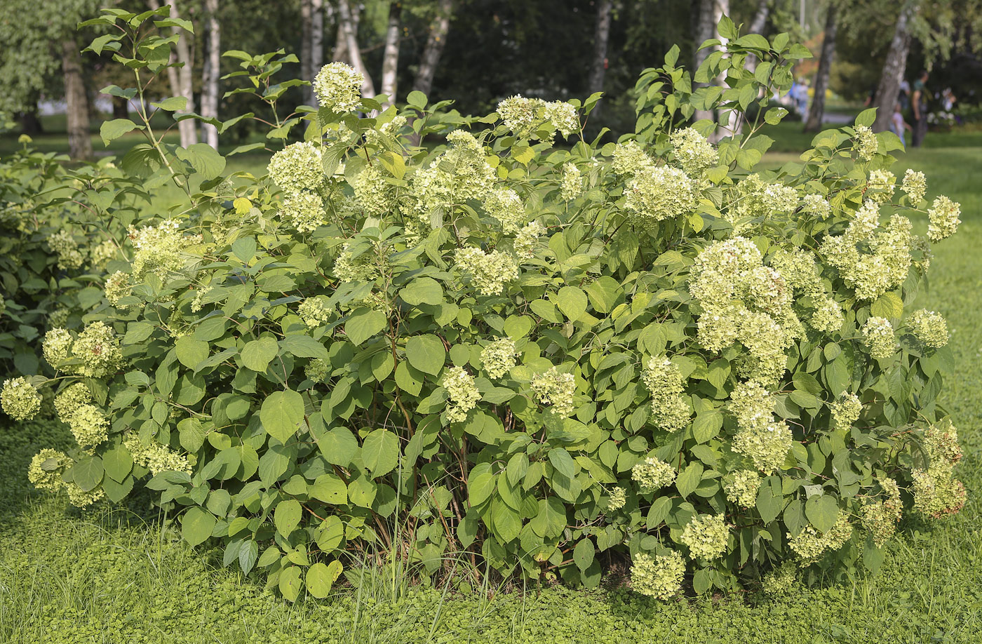 Изображение особи Hydrangea arborescens.