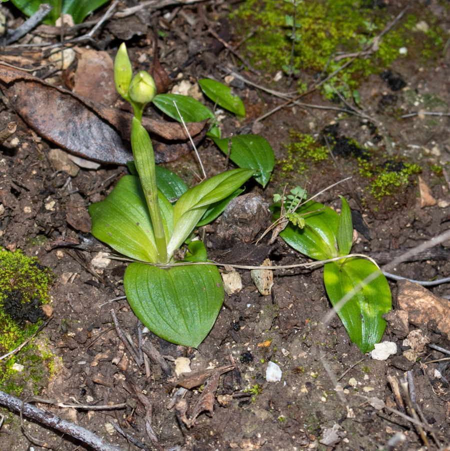 Image of Ophrys omegaifera ssp. israelitica specimen.