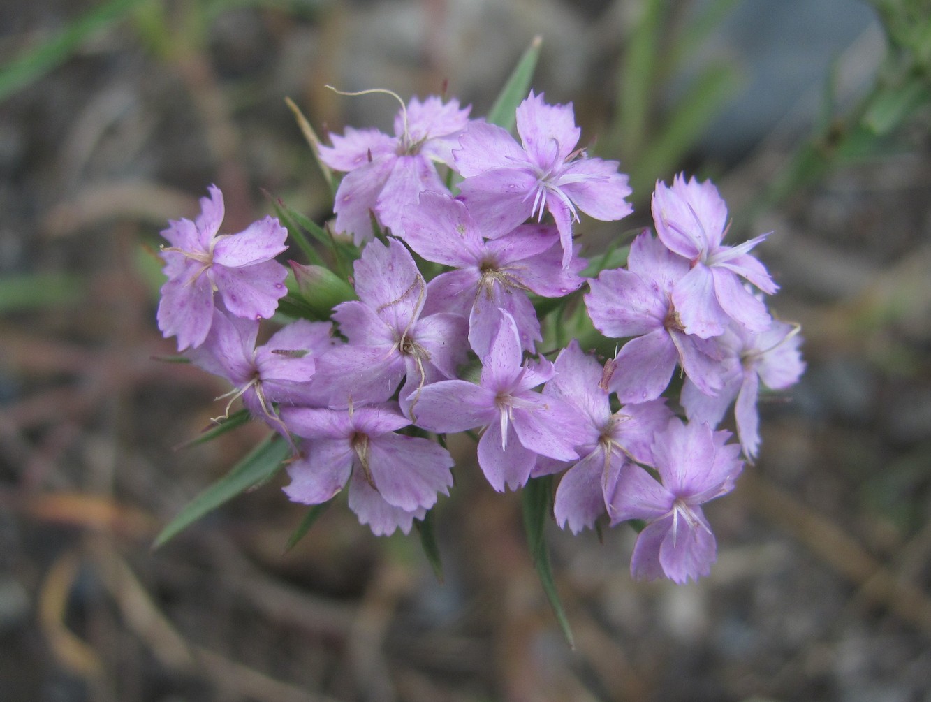 Image of Dianthus pseudarmeria specimen.