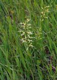 Silene multiflora