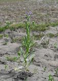 Cynoglossum creticum. Цветущее растение. Дагестан, Магарамкентский р-н, окр. с. Приморский, песчаный пляж. 05.05.2022.