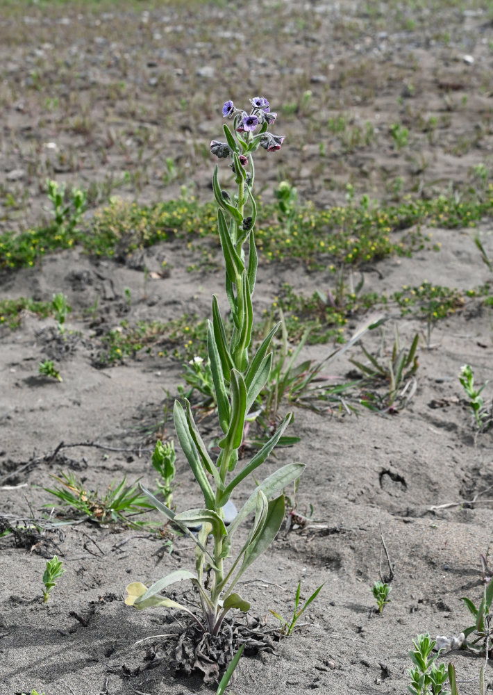 Image of Cynoglossum creticum specimen.